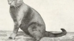 Црвениот британски: кадифен соларни мачки