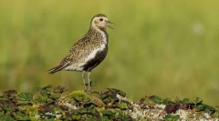 Rzhanka златен југ