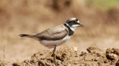 Rzhanko-облик. Одвојување на птици