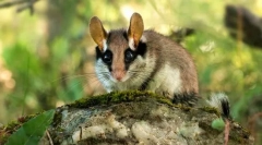 Задржана соња