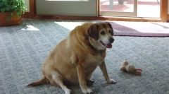 Шеќер дијабетес кај кучиња: симптоми и третман од храна за храна