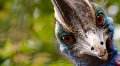 Најагресивна птица