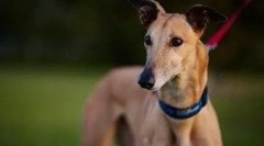 Најбрзо куче во светот