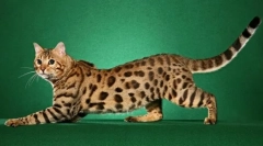 Најскапата раса на мачки (фото): златна пурр