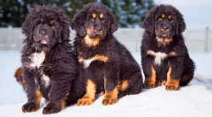 Најскапата раса на кучиња во светот: скапоцени омилени