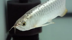 Најскапата риба