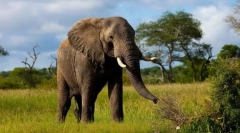 Најголемото животно од земјата