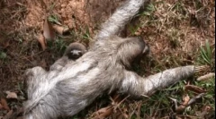 Повеќето мрзливи животни во светот