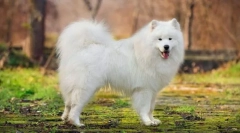 Саморечени куче