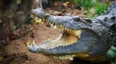 Најагресивните животни во светот