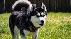 Најактивни раси на кучиња во светот