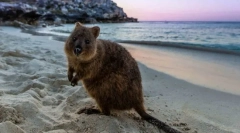 Најмногу безопасни животни во светот