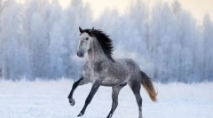 Најбрзи раси на коњи