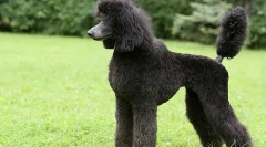 Најбрзи раси на кучиња