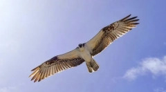 Најбрзите птици во светот