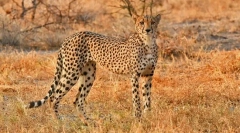 Најбрзи животни во светот