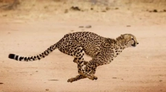 Најбрзите животни