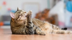 Најмногу чисти животни