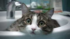 Најдод вид и приврзани раси на мачки