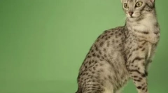 Најдолготрајните раси на мачки