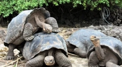 Повеќето долгогодишни животни во светот