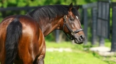 Најскапите коњи во светот