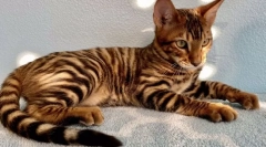 Најскапи раси на мачки