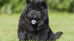 Најскапи раси на кучиња