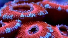 Најстарите морски жители