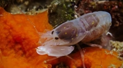 Најгласните животни во светот