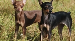 Најпознатите непризнаени раси на кучиња (со фотографии)