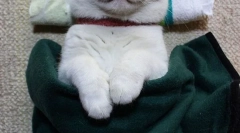 Најпознатите мачки и мачки на интернет