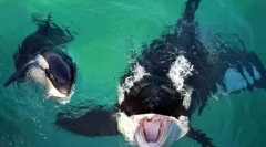 Најпознатите туѓи китови