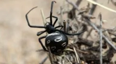 Нај отровни пајаци на светот