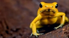 Најмногу отровни животни во светот