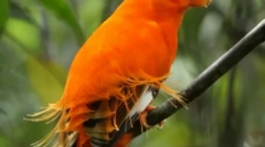 Најубавите егзотични птици (12 фотографии)