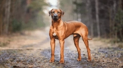 Најубавите легенди за потеклото на расита на кучиња