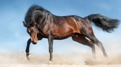 Најубавите коњи во светот