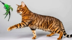 Најубавите раси на мачки