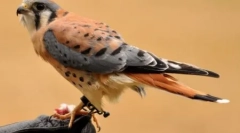 Најубавите птици на планетата (10 фотографии)