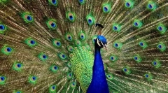 Најубавите птици