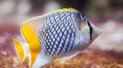 Најубавите животни во светот