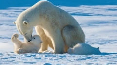 Најголемите предатори на земјата