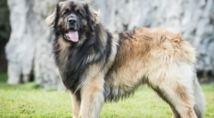 Најголеми раси на кучиња во светот