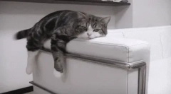 Мрзливи раси на мачки