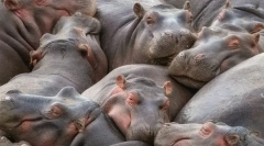 Мрзливи животни