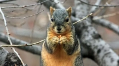 Најмногу симпатични instagram сметки на миленичиња