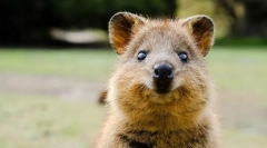 Најмногу слатки животни во светот