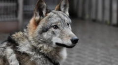 Најмногу невообичаени миленичиња