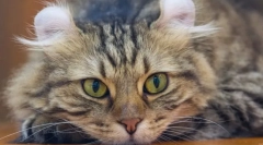 Најмногу невообичаени раси на мачки